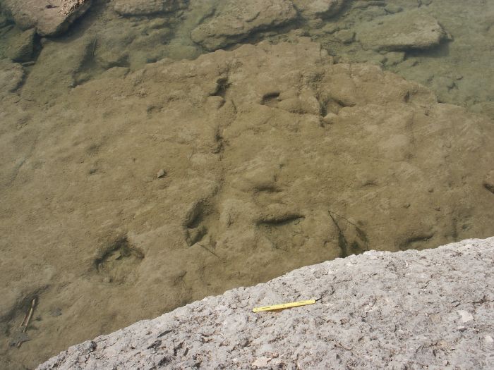 Cretacious Dinosaur Tracks near Glen Rose, Texas.