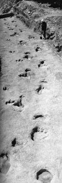 Cretacious Dinosaur Tracks near Glen Rose, Texas.