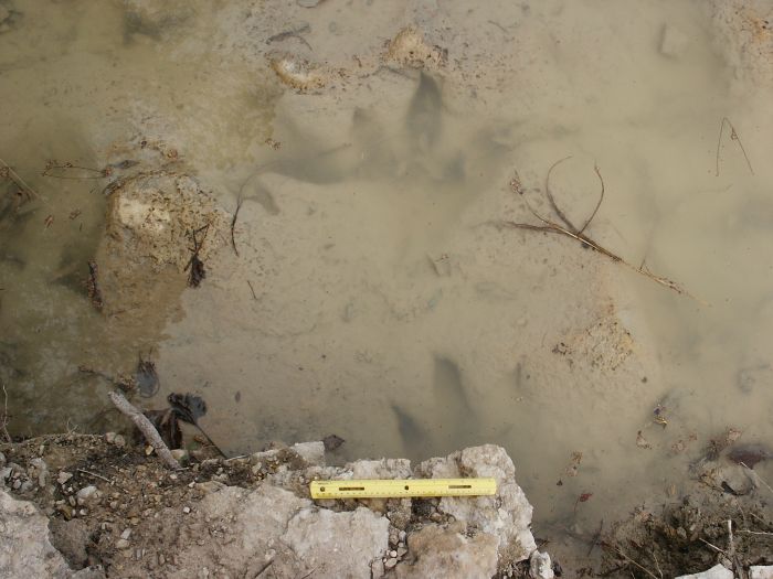 Cretacious Dinosaur Tracks near Glen Rose, Texas.