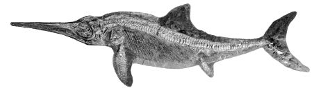 Ichthyosaur fossil drawing.