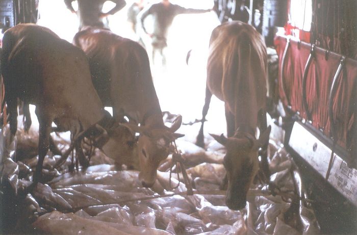 Transporting cows in the Republic of Vietnam.